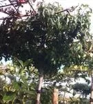 Amerikanischer Amberbaum - Liquidambar styraciflua - Formgehölze