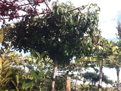 Amerikanischer Amberbaum - Liquidambar styraciflua - Formgehölze