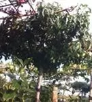 Amerikanischer Amberbaum - Liquidambar styraciflua - Formgehölze