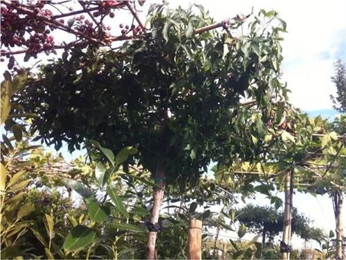 Amerikanischer Amberbaum - Liquidambar styraciflua - Formgehölze