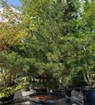 Blaue Mädchenkiefer 'Negishi' - Pinus parviflora 'Negishi' - Formgehölze