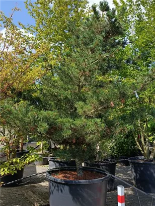 Blaue Mädchenkiefer 'Negishi' - Pinus parviflora 'Negishi' - Formgehölze