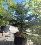 Blaue Mädchenkiefer 'Negishi' - Pinus parviflora 'Negishi' - Formgehölze