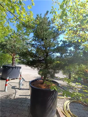 Blaue Mädchenkiefer 'Negishi' - Pinus parviflora 'Negishi' - Formgehölze