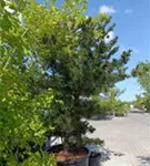 Blaue Mädchenkiefer 'Negishi' - Pinus parviflora 'Negishi' - Formgehölze