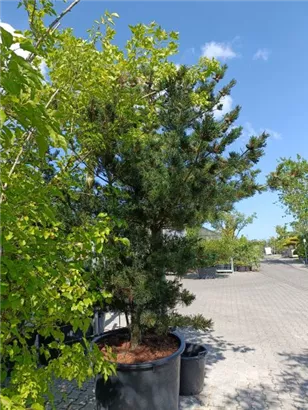 Blaue Mädchenkiefer 'Negishi' - Pinus parviflora 'Negishi' - Formgehölze