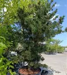 Blaue Mädchenkiefer 'Negishi' - Pinus parviflora 'Negishi' - Formgehölze