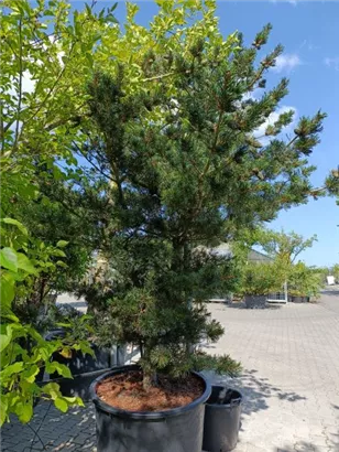 Blaue Mädchenkiefer 'Negishi' - Pinus parviflora 'Negishi' - Formgehölze