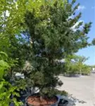 Blaue Mädchenkiefer 'Negishi' - Pinus parviflora 'Negishi' - Formgehölze