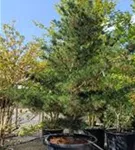 Blaue Mädchenkiefer 'Negishi' - Pinus parviflora 'Negishi' - Formgehölze