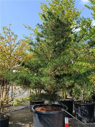 Blaue Mädchenkiefer 'Negishi' - Pinus parviflora 'Negishi' - Formgehölze