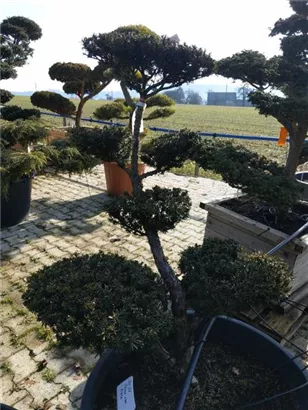 Japan.Zwergeibe - Taxus cuspidata 'Nana' Japan.Zwergeibe - Taxus cuspidata 'Nana'