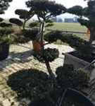 Japan.Zwergeibe - Taxus cuspidata 'Nana'
