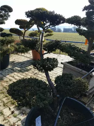 Japan.Zwergeibe - Taxus cuspidata 'Nana'