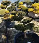 Japan.Zwergeibe - Taxus cuspidata 'Nana'