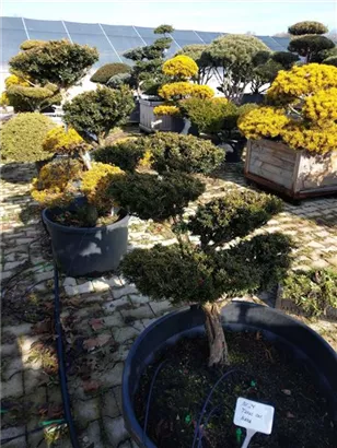 Japan.Zwergeibe - Taxus cuspidata 'Nana'