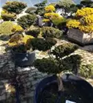 Japan.Zwergeibe - Taxus cuspidata 'Nana'