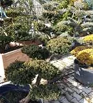 Japan.Zwergeibe - Taxus cuspidata 'Nana'