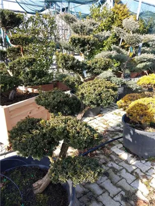 Japan.Zwergeibe - Taxus cuspidata 'Nana' Japan.Zwergeibe - Taxus cuspidata 'Nana'