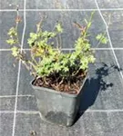 Garten-Blut-Storchschnabel - Geranium sanguineum 'Max Frei' Garten-Blut-Storchschnabel - Geranium sanguineum 'Max Frei'