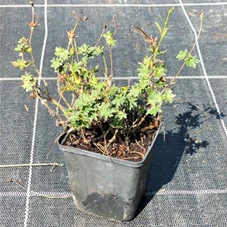 Geranium sanguineum 'Max Frei', P 0,5  Geranium sanguineum 'Max Frei', P 0,5