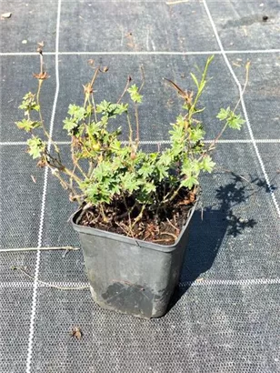 Garten-Blut-Storchschnabel - Geranium sanguineum 'Max Frei' Garten-Blut-Storchschnabel - Geranium sanguineum 'Max Frei'