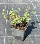 Garten-Blut-Storchschnabel - Geranium sanguineum 'Max Frei'