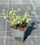 Garten-Blut-Storchschnabel - Geranium sanguineum 'Max Frei'