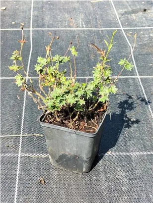 Garten-Blut-Storchschnabel - Geranium sanguineum 'Max Frei'