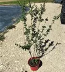 Schwarzgrüner Liguster 'Atrovirens' - Ligustrum vulgare 'Atrovirens'