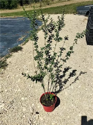 Schwarzgrüner Liguster 'Atrovirens' - Ligustrum vulgare 'Atrovirens'