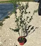Schwarzgrüner Liguster 'Atrovirens' - Ligustrum vulgare 'Atrovirens'