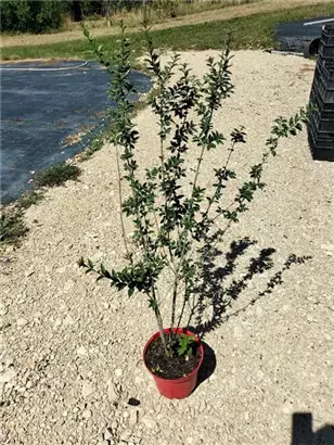 Schwarzgrüner Liguster 'Atrovirens' - Ligustrum vulgare 'Atrovirens'