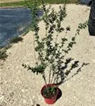 Schwarzgrüner Liguster 'Atrovirens' - Ligustrum vulgare 'Atrovirens'