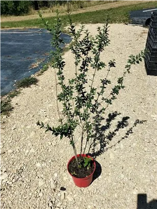 Schwarzgrüner Liguster 'Atrovirens' - Ligustrum vulgare 'Atrovirens'