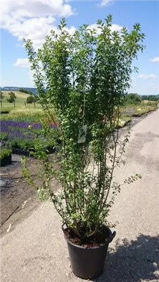 Schwarzgrüner Liguster 'Atrovirens' - Ligustrum vulgare 'Atrovirens'