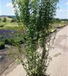 Schwarzgrüner Liguster 'Atrovirens' - Ligustrum vulgare 'Atrovirens'