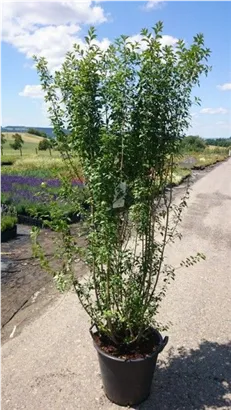 Schwarzgrüner Liguster 'Atrovirens' - Ligustrum vulgare 'Atrovirens'