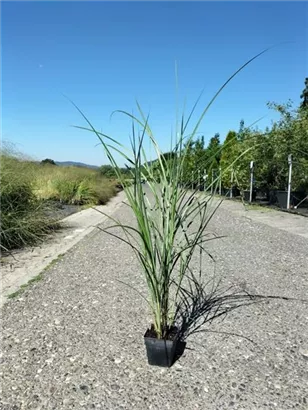 Garten-Chinaschilf, Garten-Landschilf - Miscanthus sinensis 'Kleine Fontäne'