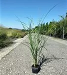 Garten-Chinaschilf, Garten-Landschilf - Miscanthus sinensis 'Kleine Fontäne'