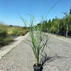 Miscanthus sinensis 'Kleine Fontäne', P 1 