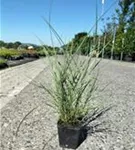 Garten-Chinaschilf, Garten-Landschilf - Miscanthus sinensis 'Kleine Silberspinne'