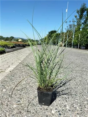 Garten-Chinaschilf, Garten-Landschilf - Miscanthus sinensis 'Kleine Silberspinne'