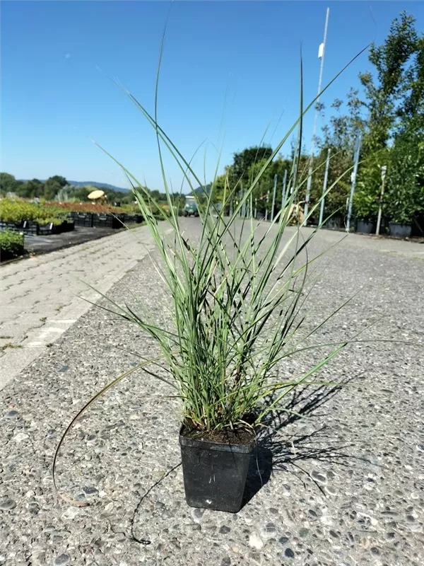 Garten-Chinaschilf, Garten-Landschilf - Miscanthus sinensis 'Kleine Silberspinne'