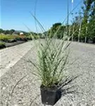 Garten-Chinaschilf, Garten-Landschilf - Miscanthus sinensis 'Kleine Silberspinne'