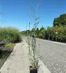 Garten-Ruten-Hirse - Panicum virgatum 'Heavy Metal'