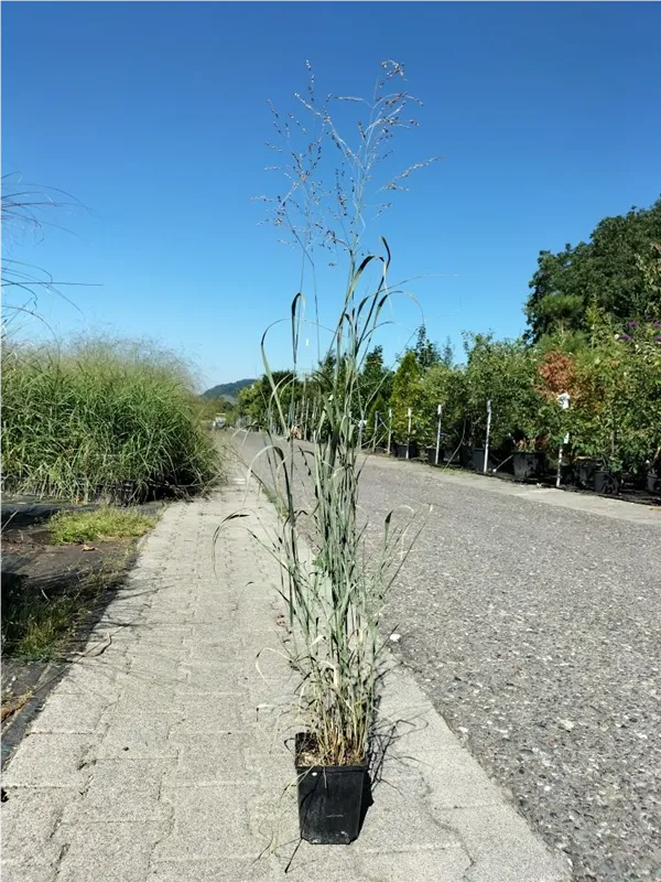 Garten-Ruten-Hirse - Panicum virgatum 'Heavy Metal'