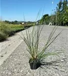 Garten-Federborstengras - Pennisetum alopecuroides 'Hameln'