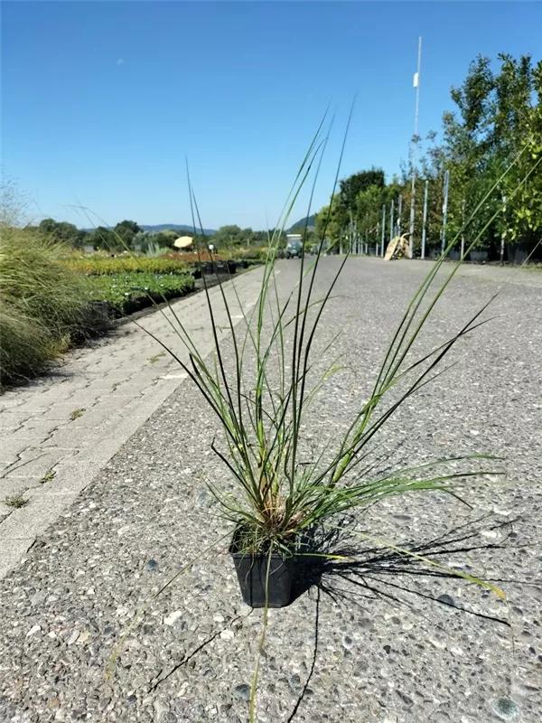 Garten-Federborstengras - Pennisetum alopecuroides 'Hameln'