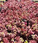 Garten-Teppich-Fettblatt - Sedum spurium 'Fuldaglut'
